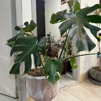 گل ماسنترا ۴ ساله