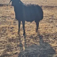 قوچ مشکی|حیوانات مزرعه|تیکمه داش, |دیوار