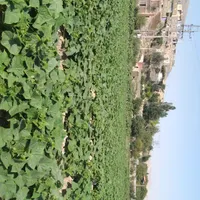 کارگرماهارخیارجمع کردن
