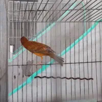 پرنده قناری عروس سهر خاکی