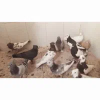 ۱۵ تا بهبونی دونه ۳۰۰ رو هم ۴ تا ماده ۱۱ تا نر