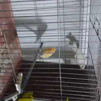 قناری|پرنده|شازند, |دیوار