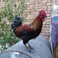 خروس فروشی