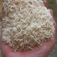 برنج طارم محلی