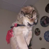 شیتزو کراس ۳ماه ماده|سگ|اهواز, کوی آغاجاری|دیوار