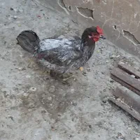 مرغ تخمگذار|حیوانات مزرعه|تهران, هاشم‌آباد|دیوار