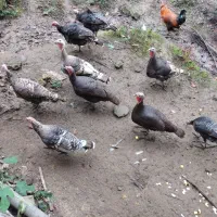 فروش بوقلمون