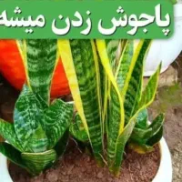 قرص کود|گل و گیاه طبیعی|دوگنبدان, |دیوار