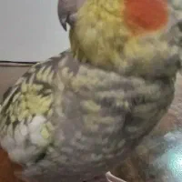 عروس هلندی گم شده