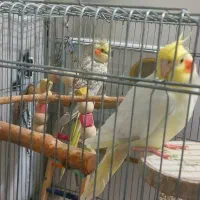 عروس هلندی مولد ۶ تخم