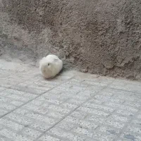 خرگوش پشمالو خوشگل|موش و خرگوش|مشهد, اروند|دیوار