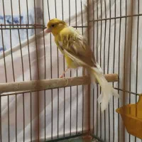 قناری ماده سوپری