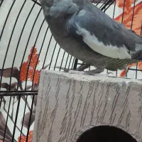 عروس هلندی|پرنده|قم, ولیعصر|دیوار