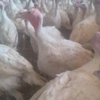 جوجه بوقلمون ۴کیلویی
