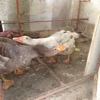 غاز|حیوانات مزرعه|طرقبه, |دیوار