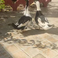 2 عدد اردک زیبا