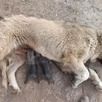 سرابی|سگ|پاکدشت, پاکدشت (مامازند)|دیوار