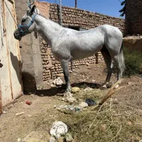 اسب روسی درجه یک