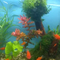 آکواریوم پلنت|ماهی|سنندج, |دیوار