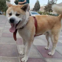 سگ گمشده در نجم آباد