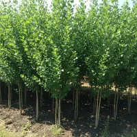 عرضه مستقیم نهــال صنــوبر با ضمانت کیفیت|خدمات باغبانی و درختکاری|رشت, منظریه|دیوار