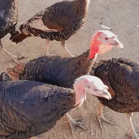 بوقلمون نروماده