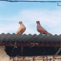 پرنده مرغ کبوتر|پرنده|اندیمشک, |دیوار