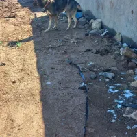 سگ الابای ۱ساله