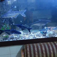 ماهی پنگوسی بزرگ