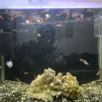 اکواریوم ماهی شیشه خم