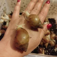 حلزون طبی آلبینو و تخم حلزون|خزنده|مشهد, هنرستان|دیوار