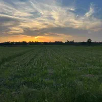 شالیزار ۷۰۰۰متری طرح تجهیز