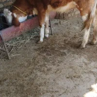 گوساله دورگ محلی