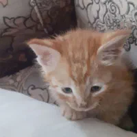 کربه خونه کی اماه شه واکزا