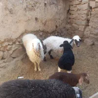 میش وبره|حیوانات مزرعه|بیرجند, |دیوار