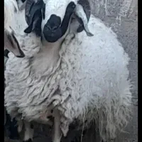 بره میش قوچ