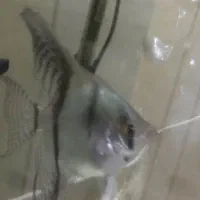 چهار عدد انجل تایگر|ماهی|اصفهان, مسجد مصلی|دیوار