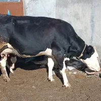 گاو سمنتال پرشیر