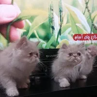 گربه پرشین