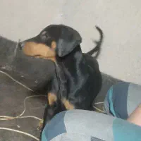 دوبرمن اصیل|سگ|مشهد, احمدآباد|دیوار