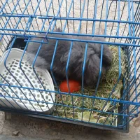 خرگوش دانلوپ