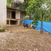 خروس دورگ لاری جوان