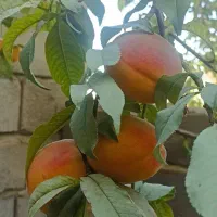 زمین اجاره میخام