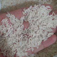 فروش برنج پر محصول فجر فقط ۱۴۰ تومن|خوردنی و آشامیدنی|آستارا, |دیوار