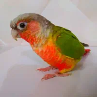 طوطی برزیلی وگرینچیک سخنگو فوق دستی +فیلم زنده