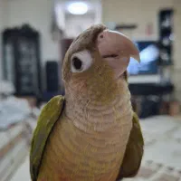 طوطی گرینچیک|پرنده|تهران, یافت‌آباد|دیوار