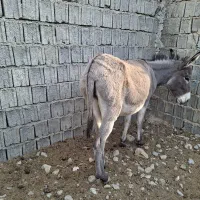 چن عدد ماده خر|حیوانات مزرعه|باشت, |دیوار