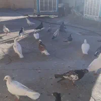 تعدادی کبوتر به فروش می رسد|پرنده|مشهد, ادیب نیشابوری (شهرک غرب)|دیوار