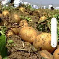 اکپم 12 نفر هستیم کار کشاورزی جم کردن سیب زمینی|خدمات باغبانی و درختکاری|دهگلان, |دیوار