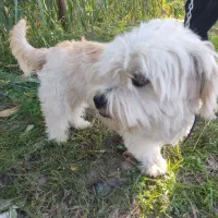 سگ  زیبا اروم باهوش